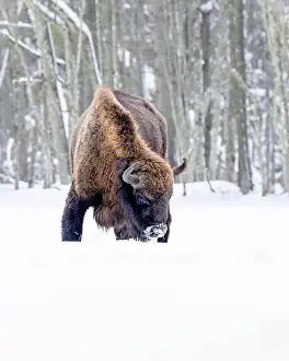 Blizzard Prints: A winter scene with a bison in a snowy field in Poland