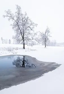 Hoar Prints: Winter trees on the river at daytime