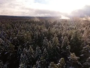 Winter wonderland morning mist fog over the forest aerial view