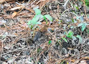 South Carolina Prints: A Winter Wren Searching for Food in the Forest Floor in Congaree National Park in South Carolina