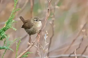 Mecklenburg Vorpommern Prints: The winter wren (Troglodytes hiemalis)