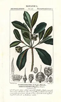 Pierre Prints: Wintergreen tree, Ternstroemia elliptica