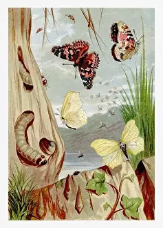 Spring Time Prints: Wintertime. PaintedLady Butterfly and Sulphur Butterfly