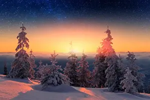 Wintry scene with snowy trees