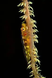 Big Island Prints: Wire coral goby, Bryaninops yongei, on wire coral with it's polyps extended, Hawaii
