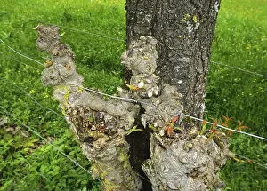 Unkempt Prints: Wire of a pasture fence, grown into a tree, pasture fence wire grown into a tree