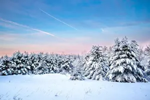 Pine Tree Prints: Wisconsin pine trees covered with snow in January, horizontal