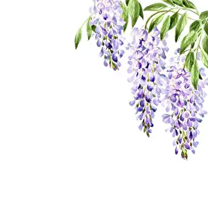 Spring Garden Prints: Wisteria flower border, card. Hand drawn watercolor illustration isolated on white background