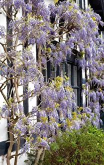 Wisteria Prints: Wisteria over timber framed building, England, UK
