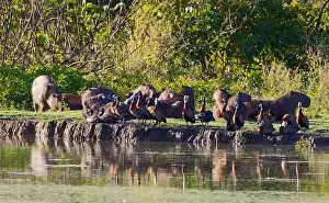 Witwangfluiteend en Capibara, White-faced Whistling-Duck and Capybara