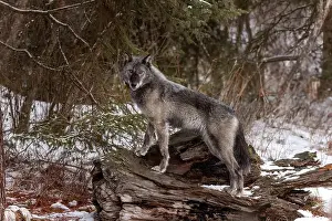 Stalking Prints: The wolf also known as the gray wolf or grey wolf