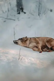 Boreal Prints: Wolf lying in the snow in wildlife park in Ranua, Lapland
