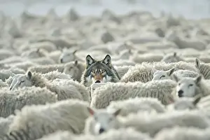 Savage Prints: A wolf pretending to be a sheep