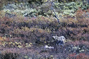 Begging Prints: Wolf pup begging for food / Canis lupus (occidentalis)