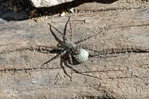 Arachnid Prints: Wolf spider with egg sac