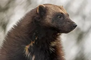 Mustelidae Prints: Wolverine