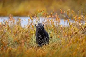 Skunk Prints: Wolverine in Finnish taiga. Wildlife scene from nature