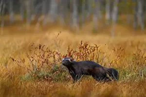 Skunk Prints: Wolverine in Finnish taiga. Wildlife scene from nature