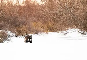 Wolverine Prints: A wolverine running along the shoreline of a frozen lake near Churchill, Manitoba