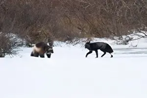 Vulpes Vulpes Prints: A wolverine and a silver fox run along the edge of a frozen lake near Churchill, Manitoba
