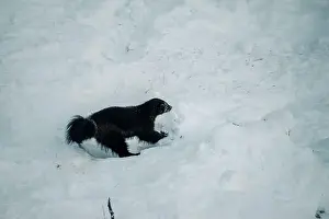 Boreal Prints: Wolverine in wildlife park in snow in Ranua, Lapland