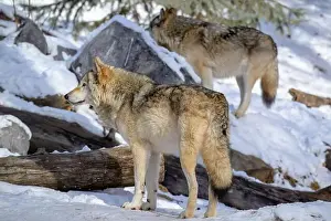 Arctic Wilderness Prints: Two wolves stand in a snowy forest, showcasing their wild beauty and natural behavior