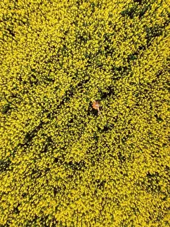 Trending Prints: Woman in blooming rapeseed field. Yellow flowers and happy woman