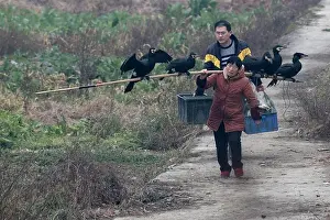 Chengdu Prints: Woman carrying trained fishing cormorants on a bamboo pole