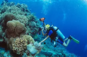 Diver Prints: Woman diver taking underwater photograph, Manado, Sulawesi, Indonesia, Asia