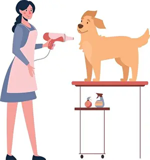 Labrador Prints: The woman dries the dog with a hair dryer