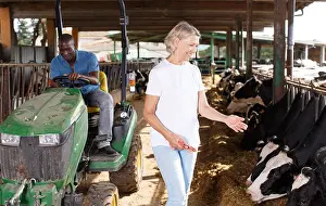 Farmyard Prints: Woman farmer standing near cow and man sitting at car at the cowhouse