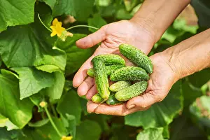 Sorting Prints: Woman holding a freshly harvested cucumbers