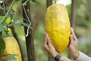Sized Prints: woman holding giant lemon fruit, thailand