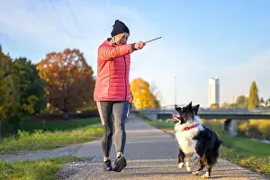 Middle Aged Prints: Woman playing fetch with her Border Collie throwing a stick as the dog watches her every move at sunset on a rural