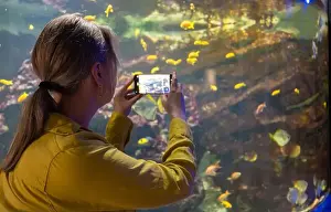 Female Animal Prints: Woman recording video or photographing fishes in the aquarium