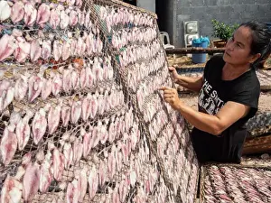 Inspect Prints: A woman seen inspecting squid laid out on a mesh net