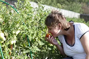 Tomatoes Prints: The woman smells tomato in the garden