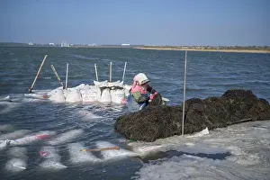 Watercraft Prints: Woman stacking bags of seaweed on a small raft to transport them to the market