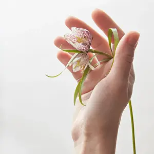 Manicure Prints: Woman's hand holding beautiful flower over white background