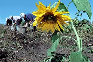 Lean Prints: Women are digging potato. Altai. Siberia. Russia