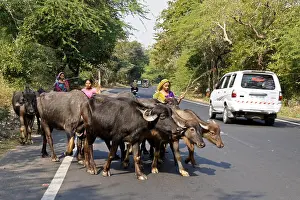Gujarat Prints: Women herding water buffalo along highway, Gujarat, India