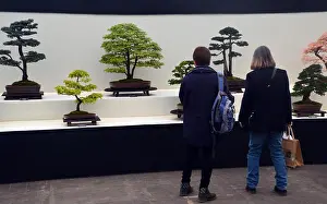 Bonsai Prints: Two Women Looking at Bonsai Trees on Display in the Plant Pavilion at the Harrogate Spring Flower Show