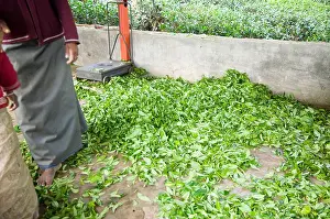 Pick Prints: Women tea pickers sort out their sacks at the end of the day