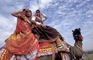 Rajasthani Prints: Women in traditional Rajasthani dress on a Camel at the Bikaner Camel Festival in the Town of Bikaner in the Province