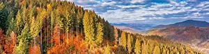 Top Tree Prints: A wonderful autumn landscape. Multicolored conifers and deciduous trees