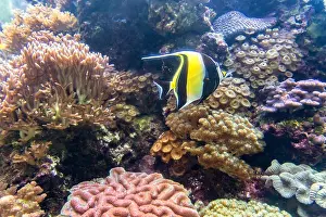 Wonderful and beautiful underwater world with corals and tropical fish