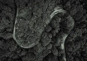 Steer Prints: Wonderful forest in black and white with a curvy road and cars from a top view drone shot
