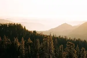 From above wonderful landscape with crowns of tall evergreen trees against foggy highland at horizon in Sequoia