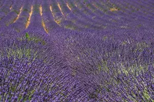 Wonderful scenery, amazing summer landscape of blooming lavender flowers, peaceful view, agriculture scenic. Beautiful nature background, inspiration
