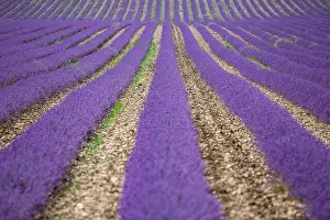 Wonderful scenery, amazing summer landscape of blooming lavender flowers, peaceful view, agriculture scenic. Beautiful nature background, inspiration